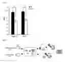 Fig. 12 - HETEROGENEOUS NICHE ACTIVITY IN MESENCHYMAL STROMAL CELL-BASED CELL THERAPY