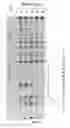 Fig. 02 - Methods and compositions for treating chronic granulomatous disease