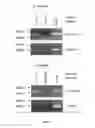 Fig. 08 - Methods and compositions for treating chronic granulomatous disease