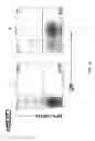 Fig. 14 - Methods and compositions for treating chronic granulomatous disease