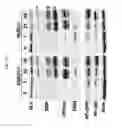 Fig. 02 - PAR2 MODULATION TO ALTER MYELINATION