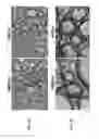 Fig. 09 - PAR2 MODULATION TO ALTER MYELINATION