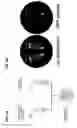 Fig. 06 - Engineered bacteria secreting therapeutic proteins and methods of use thereof
