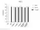 Fig. 03 - Preparation method of leaves extract and extract prepared by the method thereof