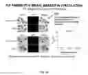 Fig. 17 - Compositions and methods for the treatment of neurodamage