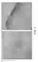 Fig. 13 - COMPOSITIONS AND METHODS FOR PREVENTING BONE LOSS AND/OR STIMULATING BONE HEALING