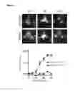 Fig. 05 - Methods of treating malignant tumour with IL-12 and anti-PD-1 antibody