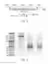 Fig. 09 - COMPOSITIONS AND METHODS FOR CELL TARGETED HPV TREATMENT