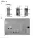 Fig. 08 - Vaccines