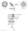 Fig. 03 - Composition and method for generating immunity to 