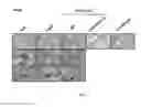 Fig. 07 - Composition and method for generating immunity to 
