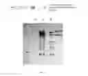 Fig. 98 - Optimized HIV envelope gene and expression thereof