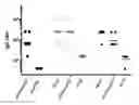 Fig. 01 - IMMUNOGENS, COMPOSITIONS, AND METHODS FOR TREATING DYSLIPIDEMIA