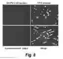 Fig. 11 - Drug delivery system based on JCV-VLP