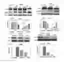 Fig. 05 - Aptamer compositions and methods of use thereof