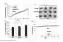 Fig. 17 - Aptamer compositions and methods of use thereof