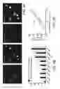 Fig. 10 - Compositions and methods for in vivo imaging