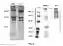 Fig. 04 - Extracellular Matrix-Derived Gels and Related Methods