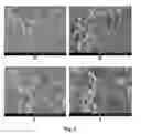 Fig. 05 - Extracellular Matrix-Derived Gels and Related Methods