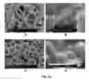 Fig. 19 - Extracellular Matrix-Derived Gels and Related Methods