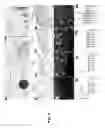 Fig. 04 - Three-Dimensional Tissue Matrix Scaffold System