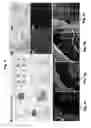 Fig. 06 - Three-Dimensional Tissue Matrix Scaffold System
