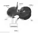Fig. 02 - Magnetic stimulation probe