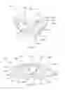 Fig. 75 - INTRA-ORAL LIGHT-THERAPY APPARATUSES AND METHODS FOR THEIR USE