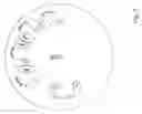 Fig. 03 - Exercise disc for strengthening the fingers