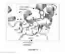 Fig. 07 - Targeting dimerization of BAX to modulate BAX activity