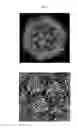Fig. 02 - Compositions and methods for treating, including preventing, parvovirus infections and related diseases