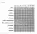 Fig. 09 - Method of manufacturing recombinant lectin protein and recombinant lectin protein manufactured by using the same