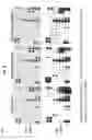 Fig. 09 - ONCOLYTIC VIRUSES COMPRISING esRAGE AND METHODS OF TREATING CANCER