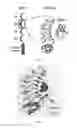 Fig. 02 - Humanized Variable Lymphocyte Receptors (VLR) and Compositions and Uses Related Thereto