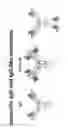 Fig. 63 - METHOD OF TREATING SYSTEMIC FIBROTIC DISORDERS USING AN IL-33/TNF BISPECIFIC ANTIBODY