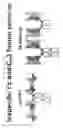 Fig. 71 - METHOD OF TREATING SYSTEMIC FIBROTIC DISORDERS USING AN IL-33/TNF BISPECIFIC ANTIBODY