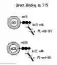 Fig. 01 - Antibodies for Siglec-15 and methods of use thereof