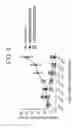 Fig. 11 - Chimeric antigen receptors targeting CD-19