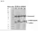 Fig. 22 - Cys80 conjugated immunoglobulins