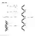 Fig. 11 - Cationic mucic acid polymer-based delivery system