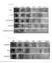 Fig. 09 - VISIBLE LIGHT-CURABLE WATER-SOLUBLE CHITOSAN DERIVATIVE, CHITOSAN HYDROGEL, AND PREPARATION METHOD THEREFOR