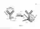 Fig. 02 - Substituted polyfluorene compounds