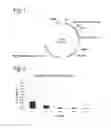 Fig. 02 - AAV vectors produced by insect cells comprising REP52 and REP78 coding sequences with differential codon biases