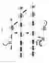 Fig. 03 - Omega amplification