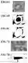 Fig. 05 - Image processing device, image processing method, and recording medium