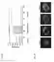 Fig. 02 - Methods and compositions for inhibiting hepatitis E virus