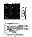 Fig. 09 - Real-time imaging sensor for measuring cellular thiol level