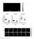 Fig. 14 - Real-time imaging sensor for measuring cellular thiol level