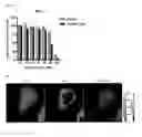 Fig. 20 - Real-time imaging sensor for measuring cellular thiol level