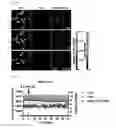 Fig. 25 - Real-time imaging sensor for measuring cellular thiol level